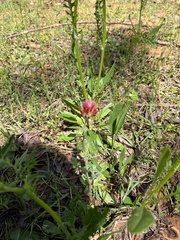 Trifolium incarnatum