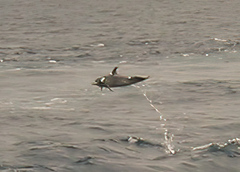 Stenella attenuata