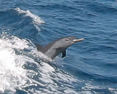 Stenella attenuata