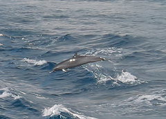Stenella attenuata
