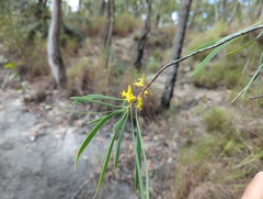 Persoonia