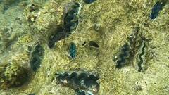 Tridacna crocea