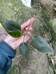 Ficus macrophylla