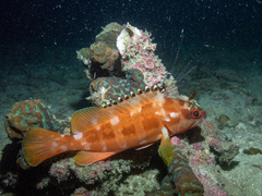 Epinephelus fasciatus