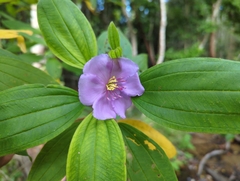 Melastoma