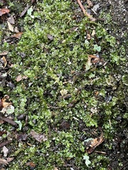 Plagiomnium cuspidatum