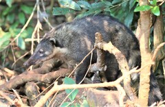 Nasua nasua