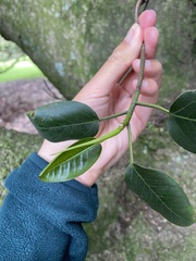 Ficus macrophylla