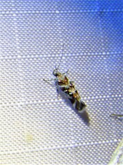 Aristotelia elegantella