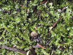 Plagiomnium cuspidatum