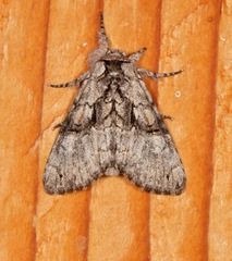 Semixanthia franclemonti