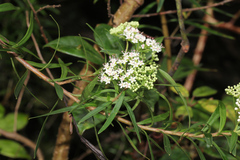 Platysace lanceolata