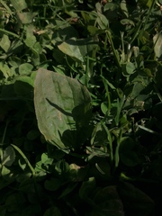 Plantago major