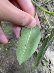 Ficus macrophylla