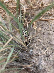 Apantesis nevadensis