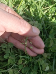 Poa