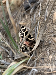 Apantesis nevadensis