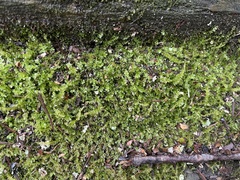 Plagiomnium cuspidatum