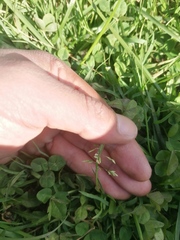 Poa
