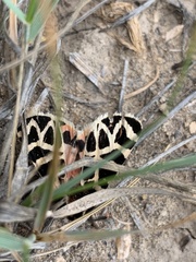 Apantesis nevadensis