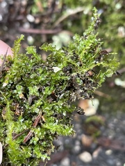 Plagiomnium cuspidatum