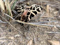 Apantesis nevadensis