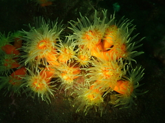 Dendrophyllia arbuscula