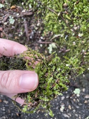 Plagiomnium cuspidatum