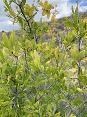Forestiera