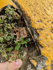 Cyanthillium cinereum