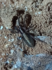 Teminius insularis