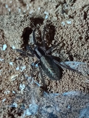 Teminius insularis