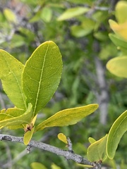 Forestiera
