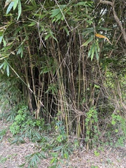 Bambusa pachinensis