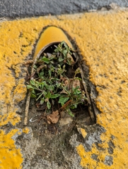 Cyanthillium cinereum