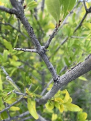 Forestiera