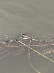Emydura macquarii