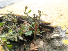 Cyanthillium cinereum
