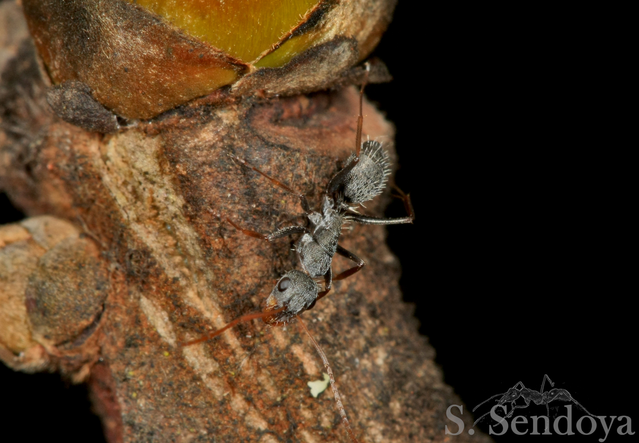 Camponotus personatus