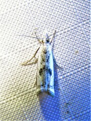 Microcrambus croesus