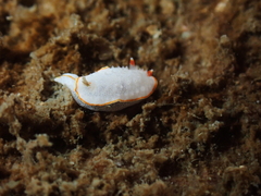 Diaphorodoris