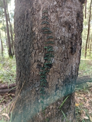 Parsonsia