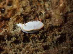 Diaphorodoris