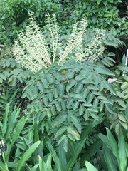 Aralia decaisneana