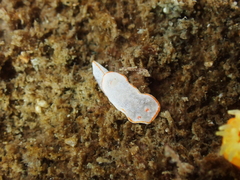 Diaphorodoris