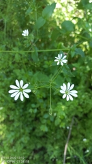 Stellaria chilensis