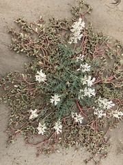 Astragalus