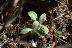 Pseudognaphalium biolettii