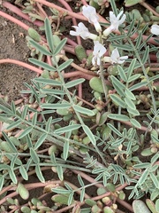 Astragalus
