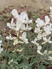 Astragalus